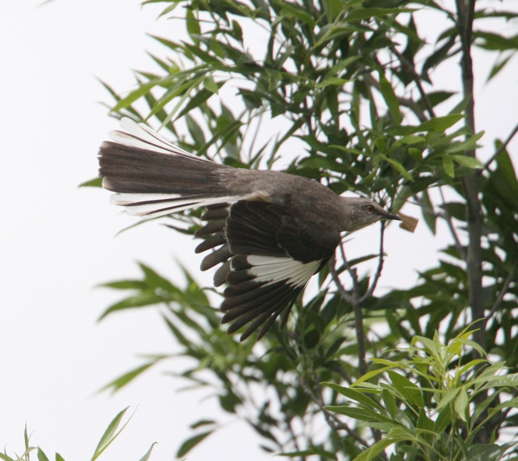 Northern Mockingbird 1