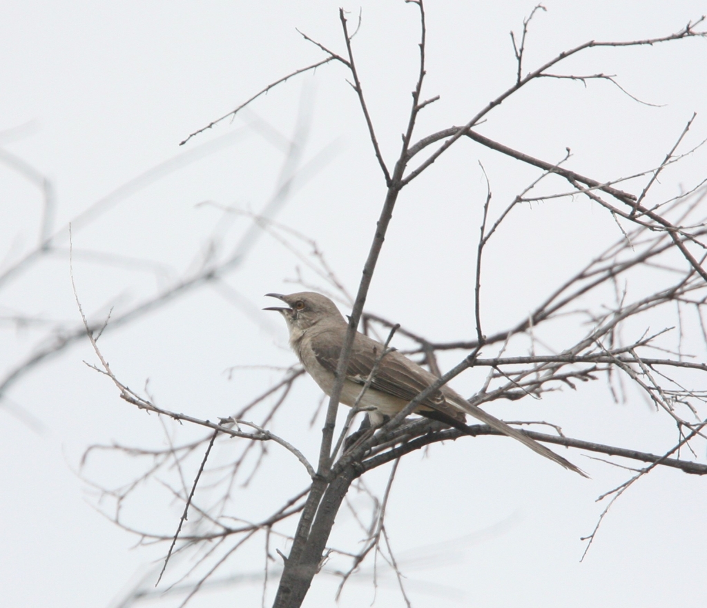 Northern Mockingbird 2