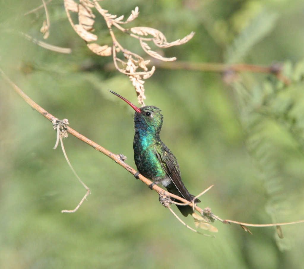 Broad-billed Hummingbird