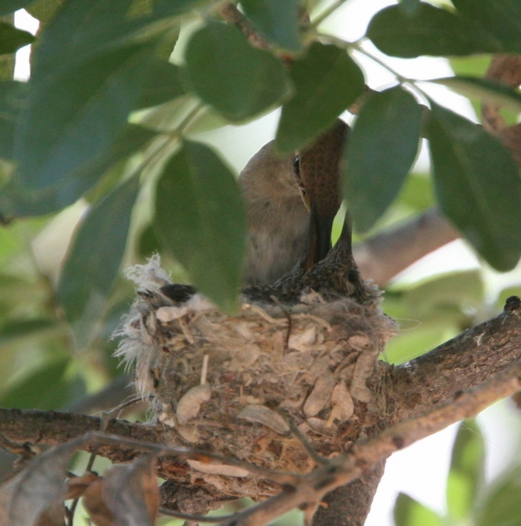 Black-chinned Hummingbird