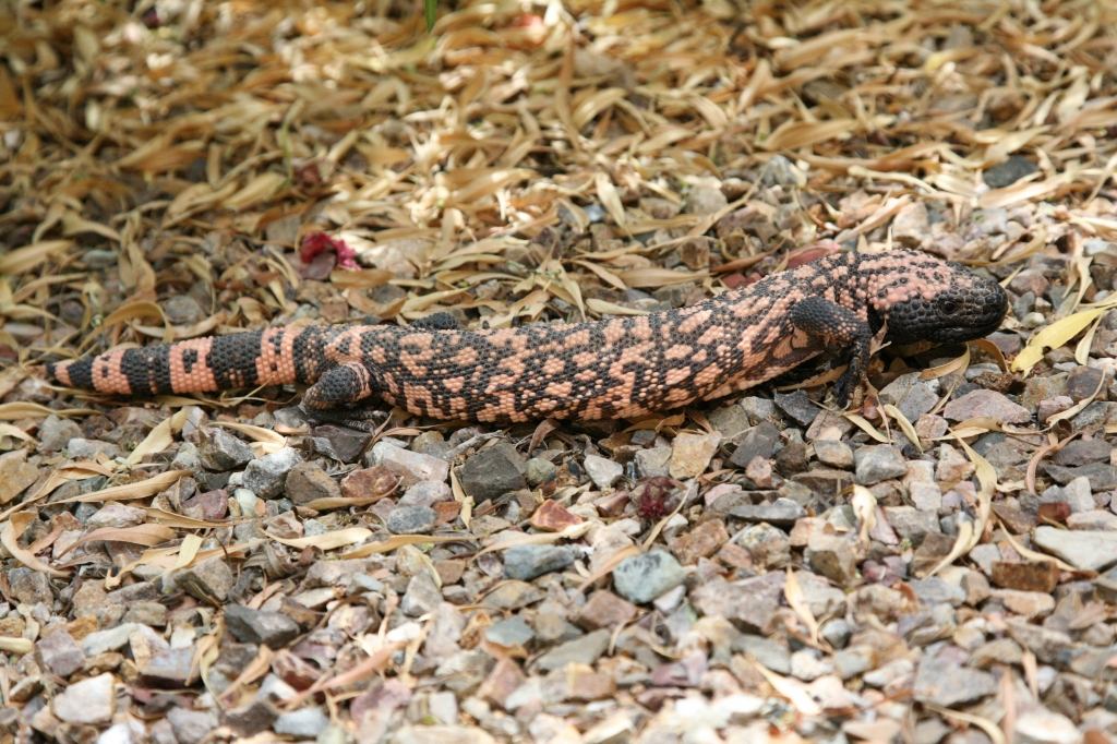 Gila Monster 1