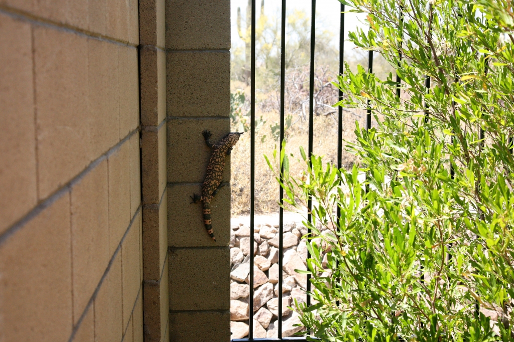 Gila Monster 2