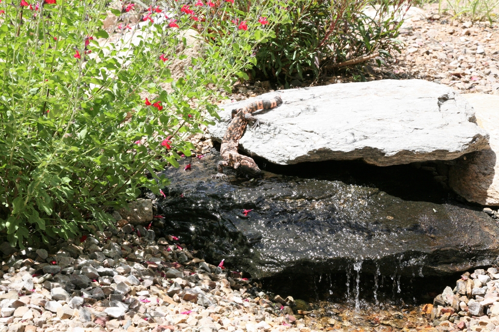 ヒラモンスター滝の上