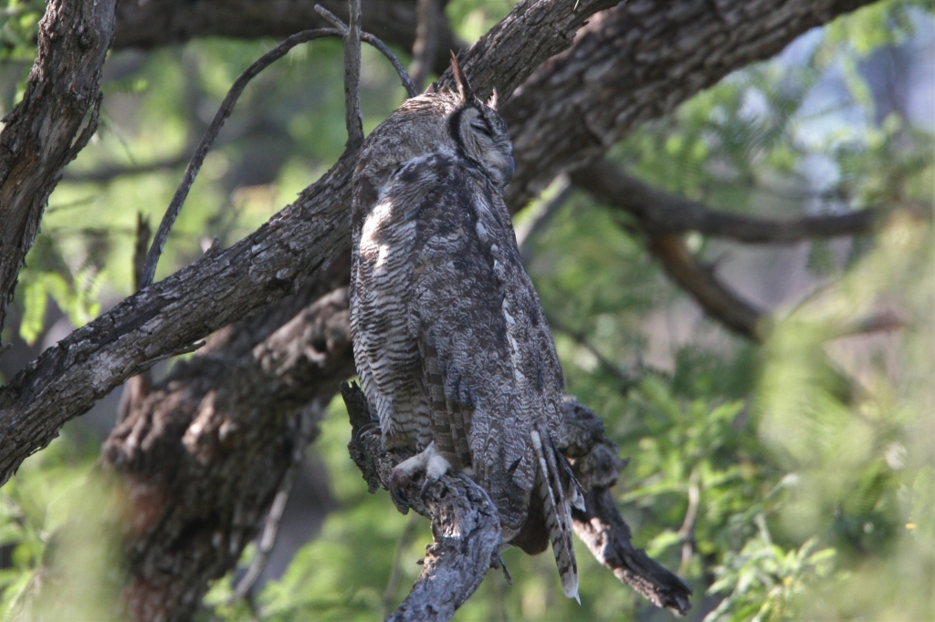 アメリカワシミミズク親後ろ向き