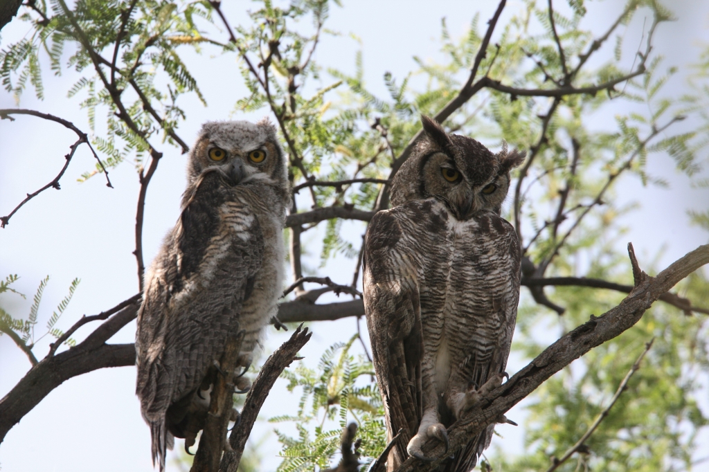 アメリカワシミミズク親と雛