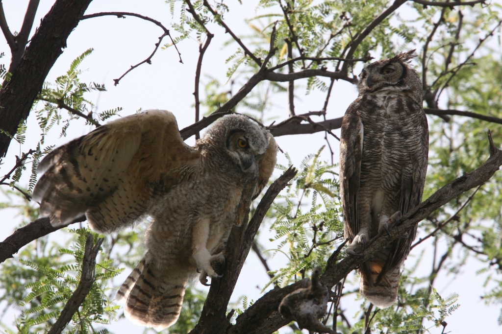 アメリカワシミミズク雛伸びする