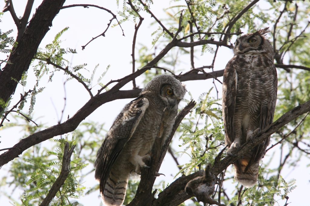 アメリカワシミミズク雛枝登る