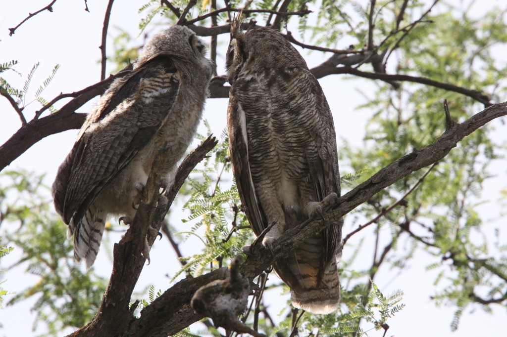 アメリカワシミミズク親に甘える雛