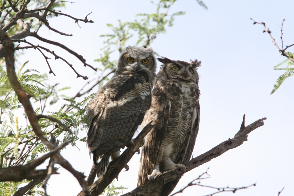 ワシミミズクの雛と親