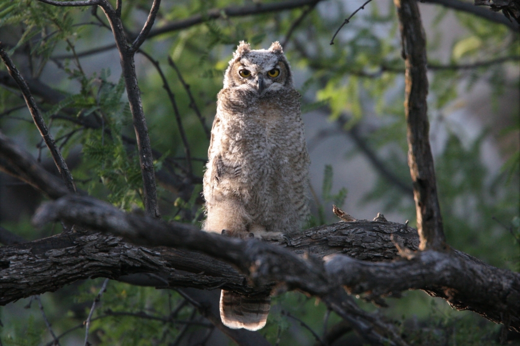 ワシミミズク雛じっと睨む