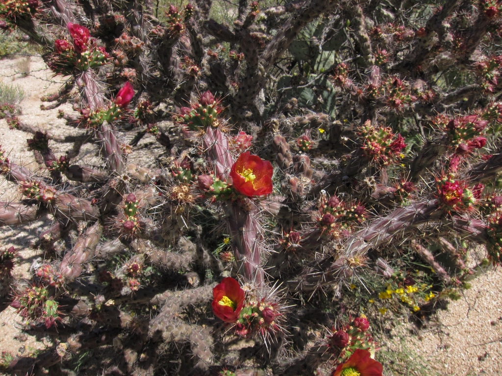 Flower of Staghorn Cholla