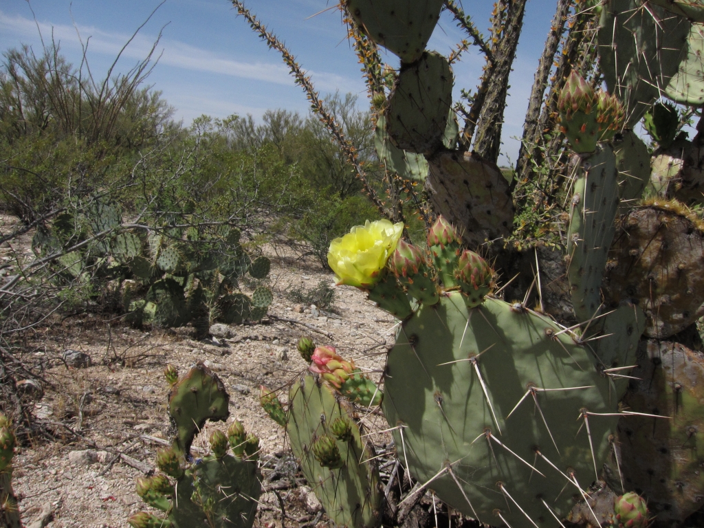 flower of Engelmann Prickly Pear