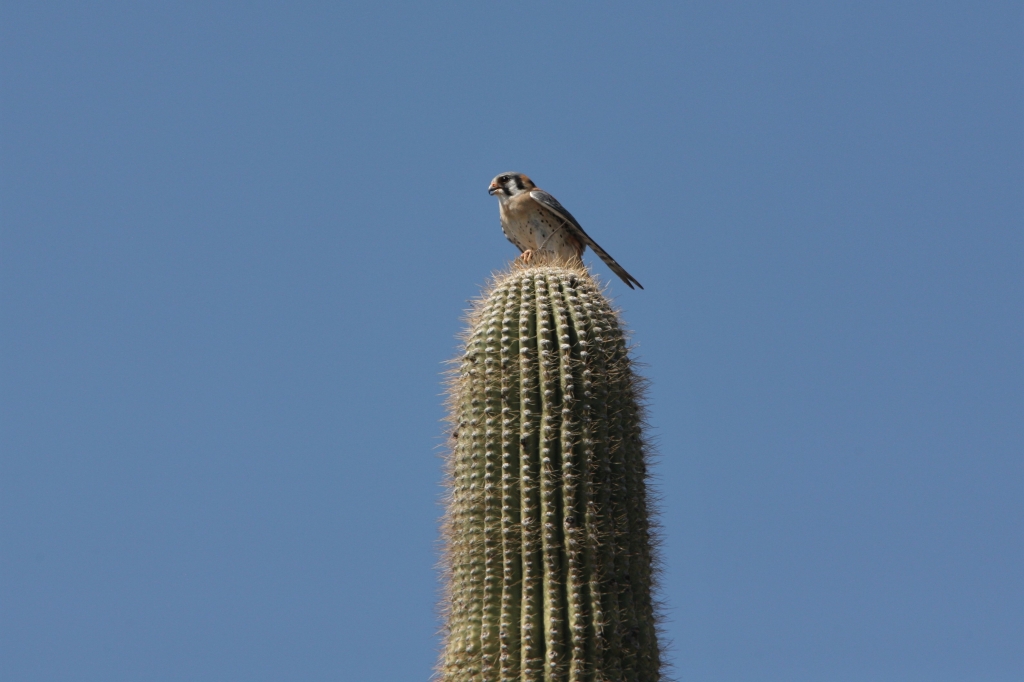 American Kestrel on Saguaro