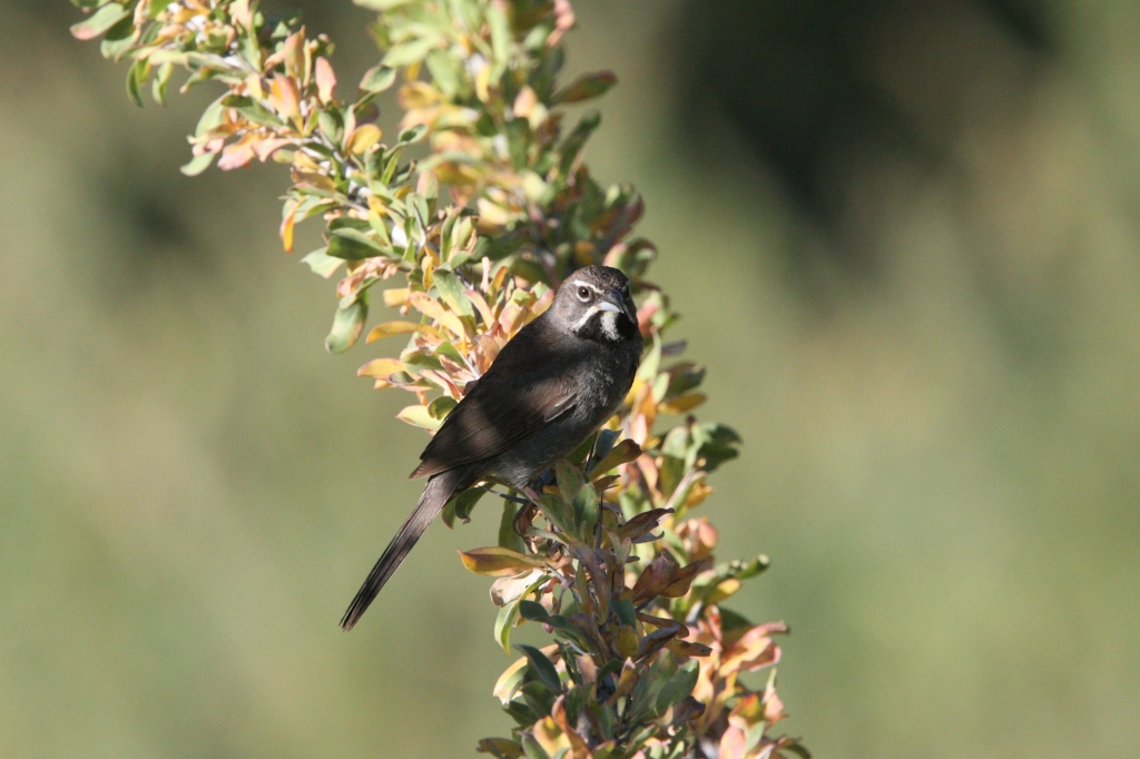 Five Atriped Sparrow 1