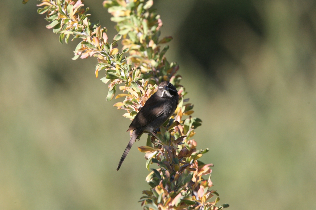 Five Striped Sparrow 2
