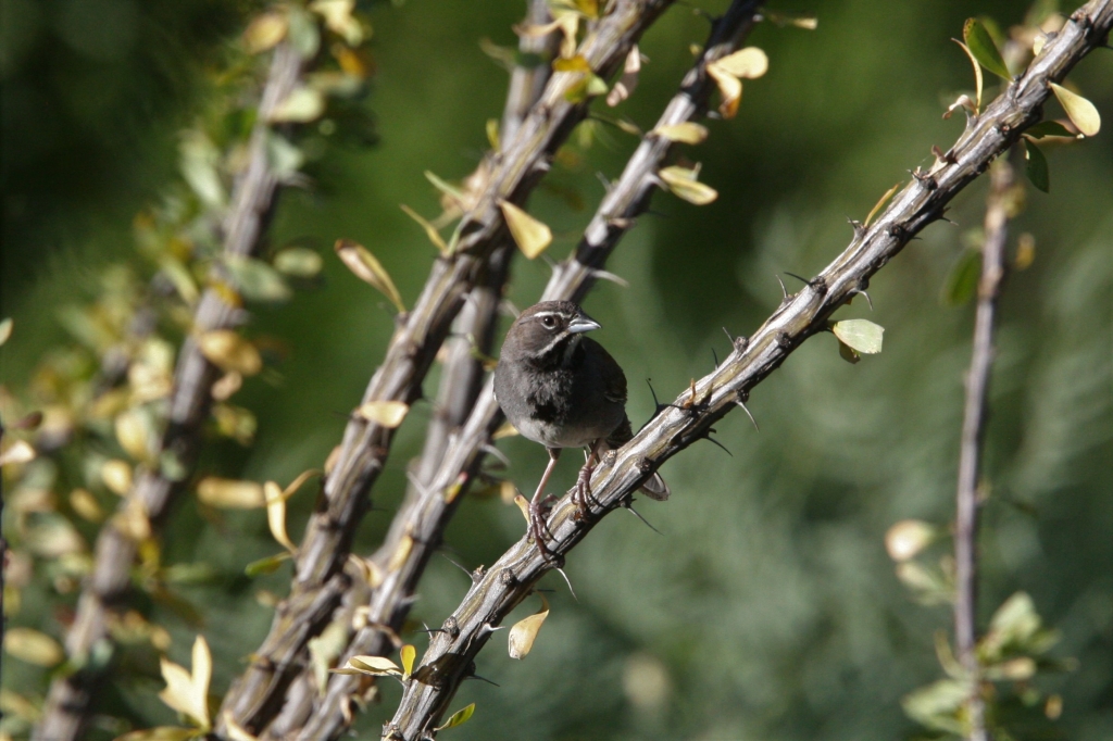 Five Striped Sparrow 3