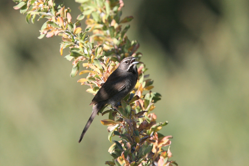 Five Striped Sparrow 4