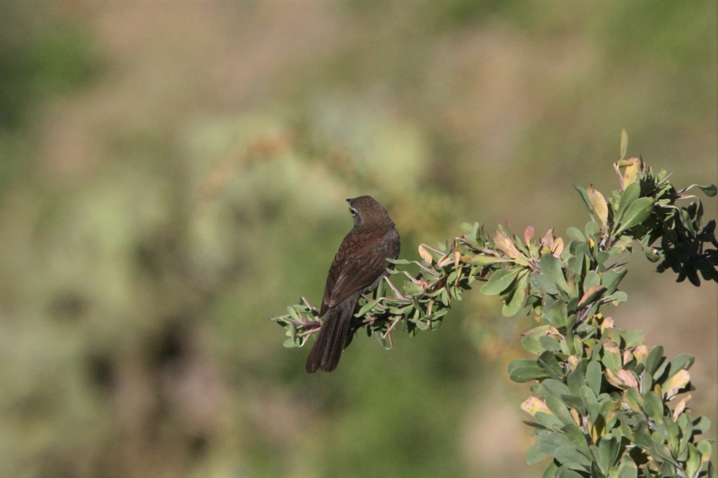 Five Striped Sparrow 5
