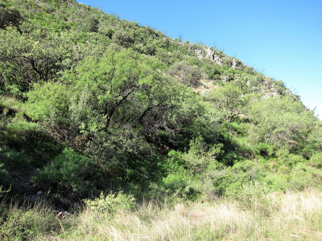 風景 Montosa Canyon