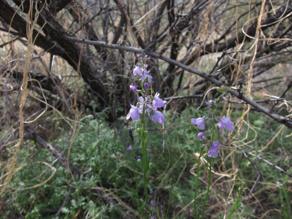 Texas Toadflax