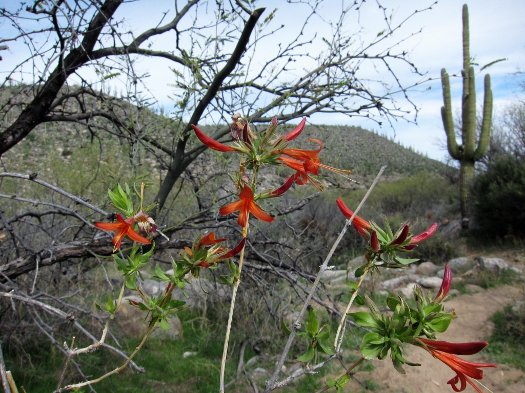 Desert Honeysuckle