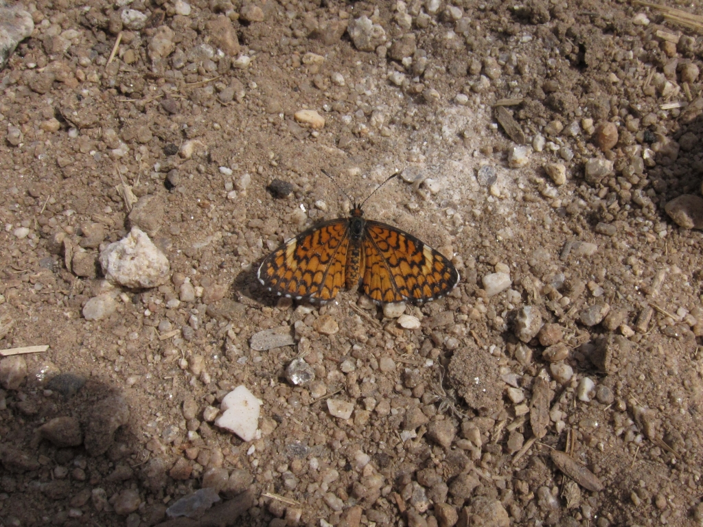 Tiny Checker Spot