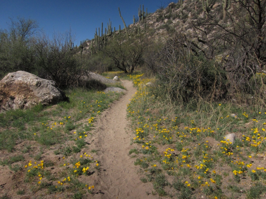 Mexican Gold Popy & Trail