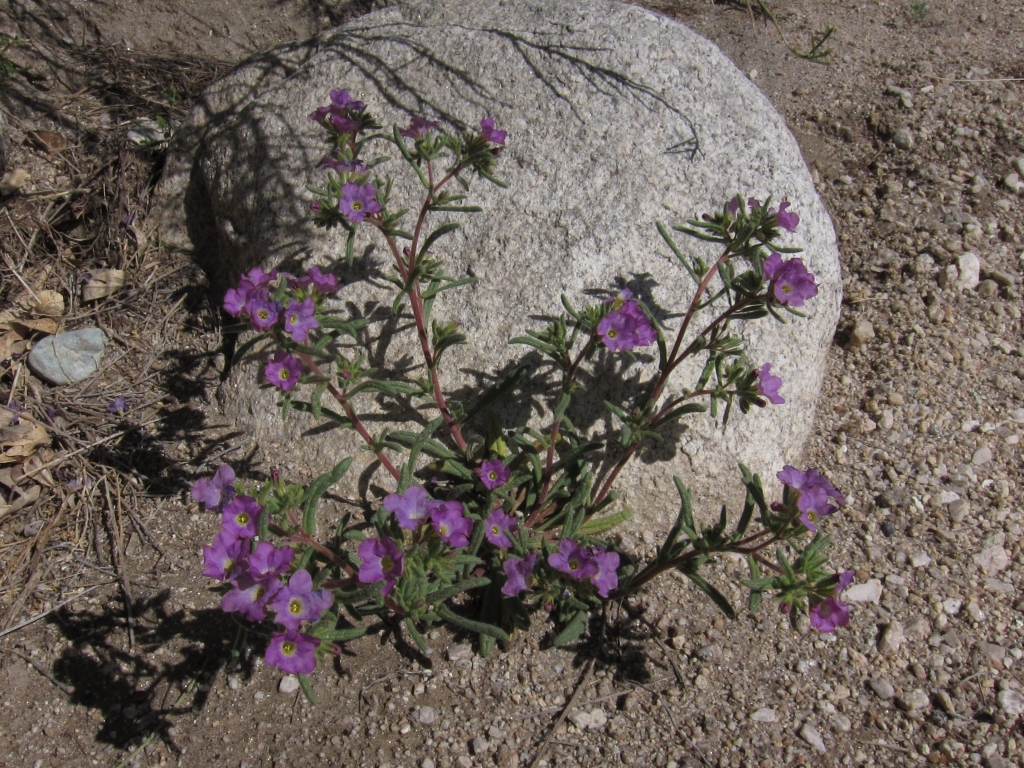 Purple Mat