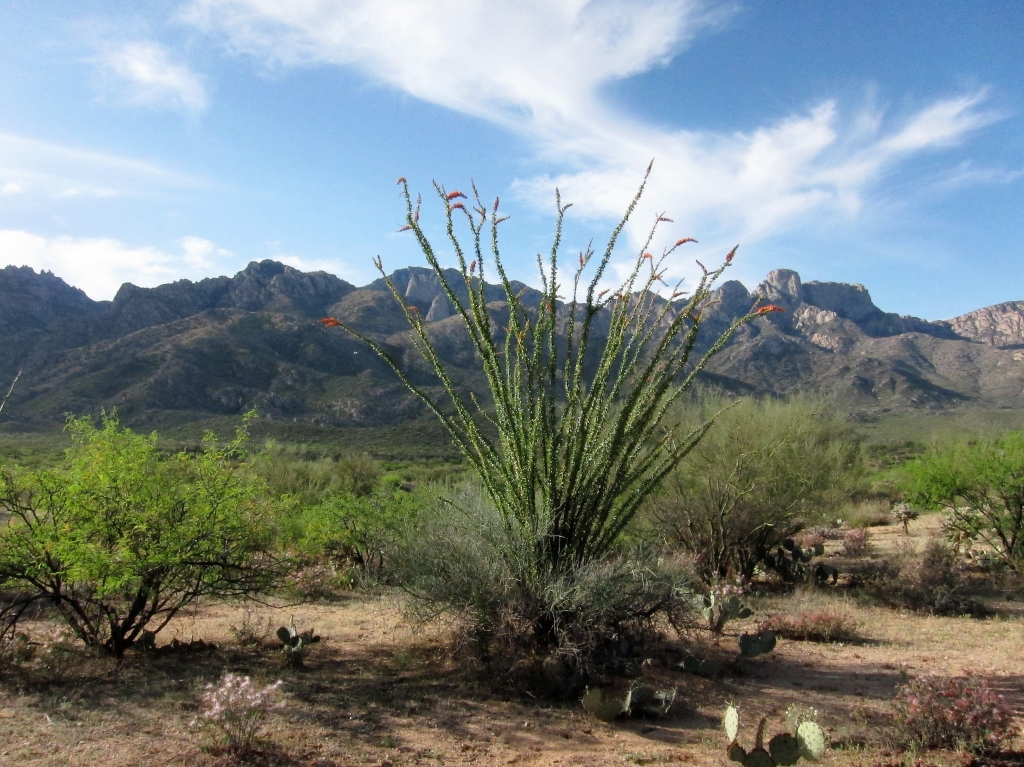 Ocotillo