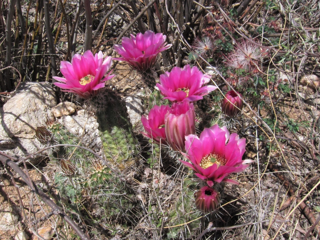 Pincushion Cactus