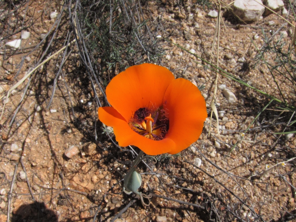 Desert Mariposa