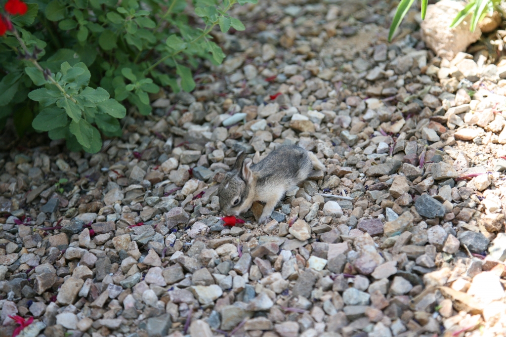 ワタオウサギの子花食べる