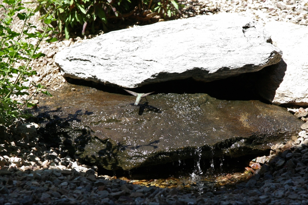 滝の水を舐めるアンナハチドリ