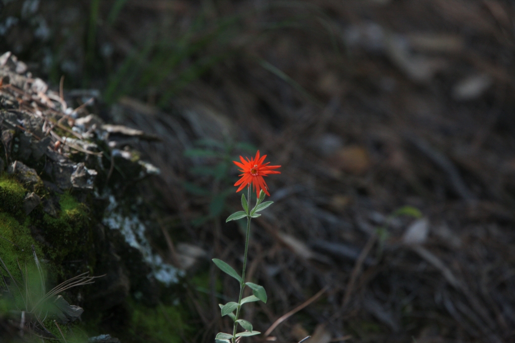 Mexican Silene