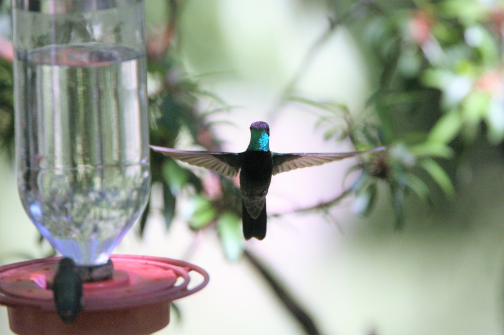 Rivolis Hummingbird
