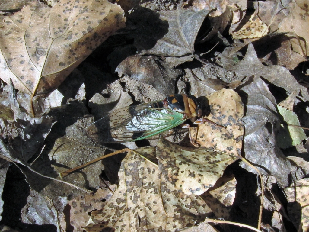 Grand Western Cicada