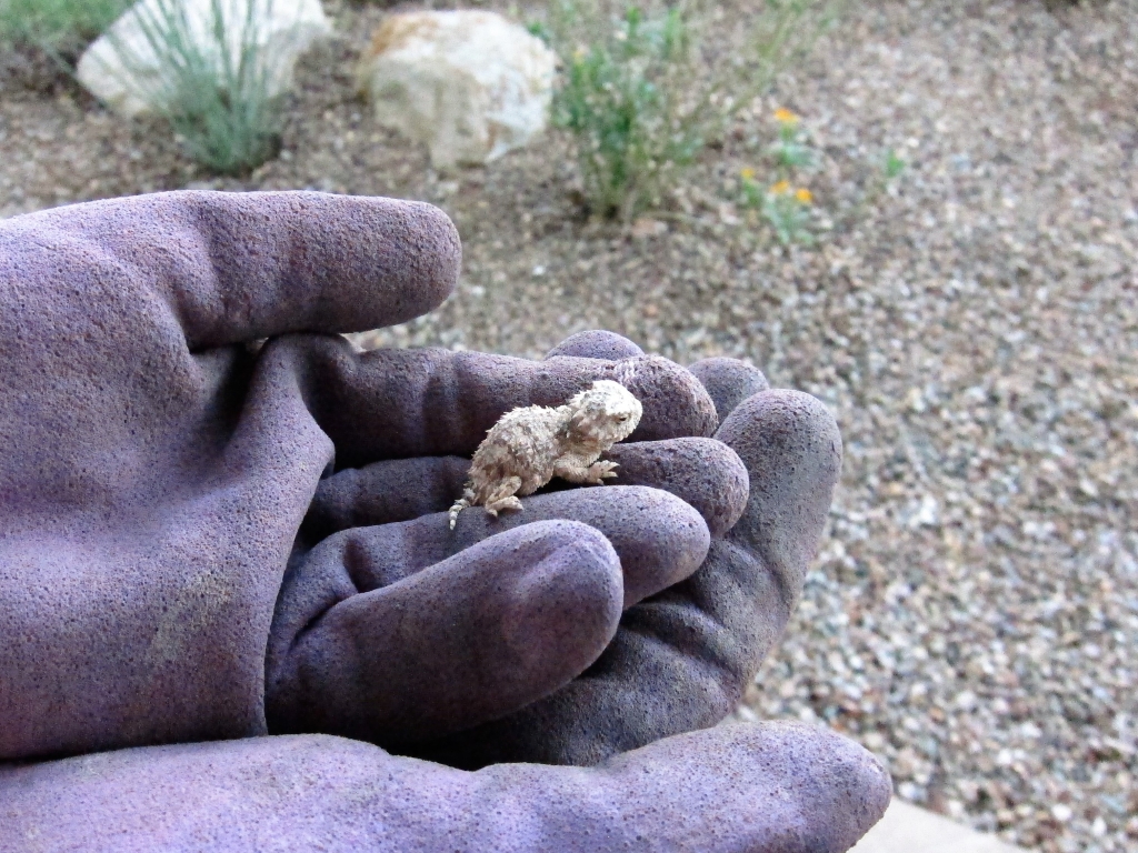 Round Tailed Horned Lizard