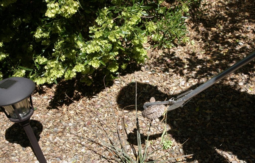 捕獲器挟まれたガラガラヘビ