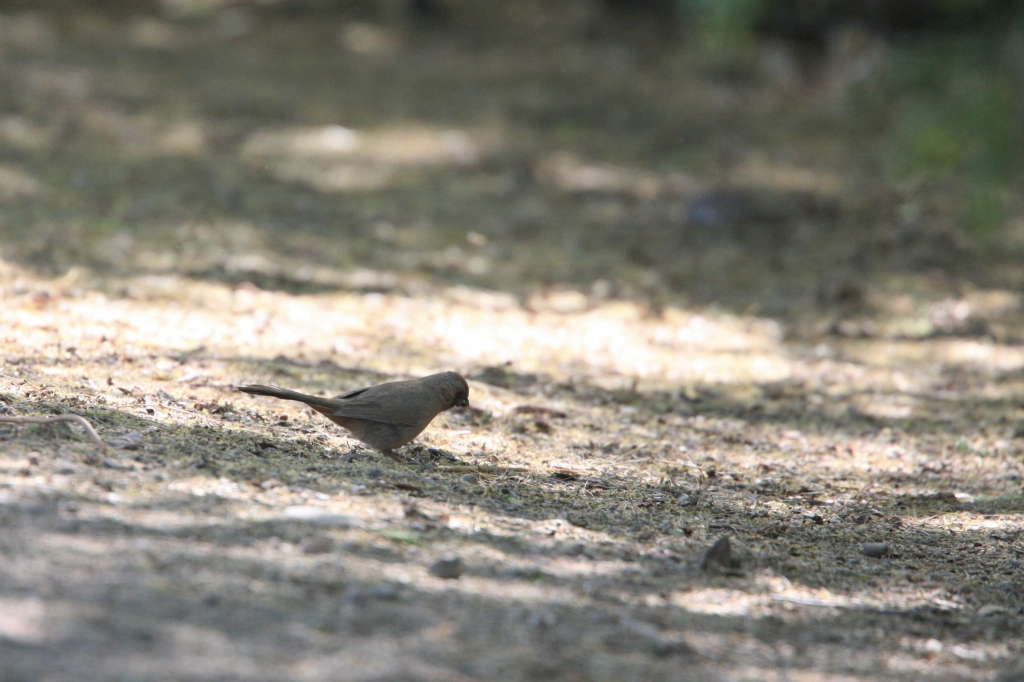 Aberts Towhee