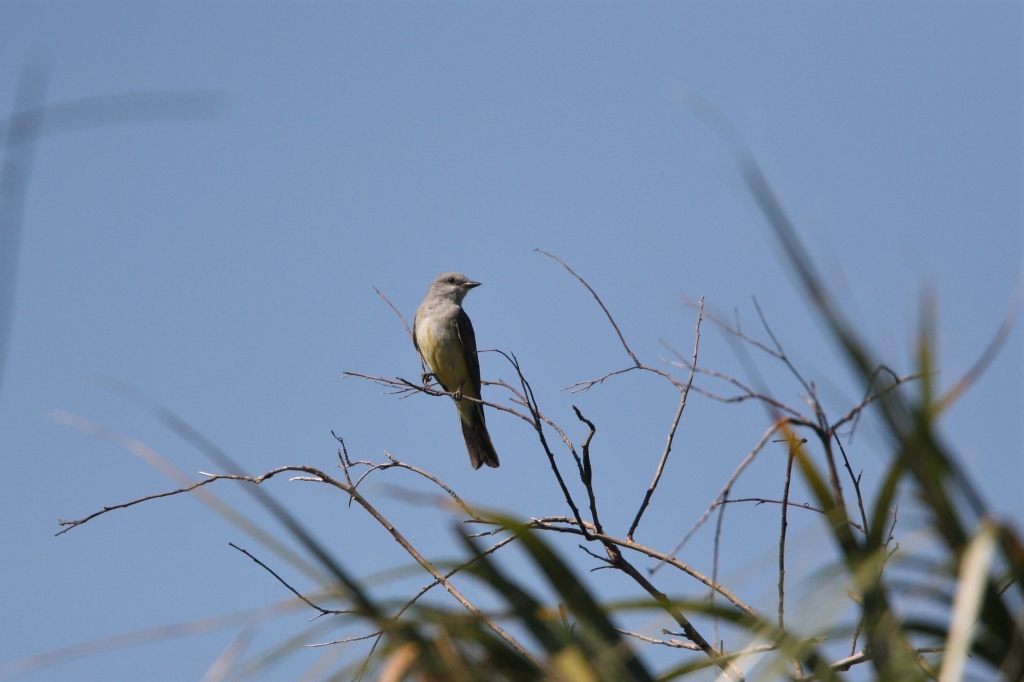 Western Kingbird