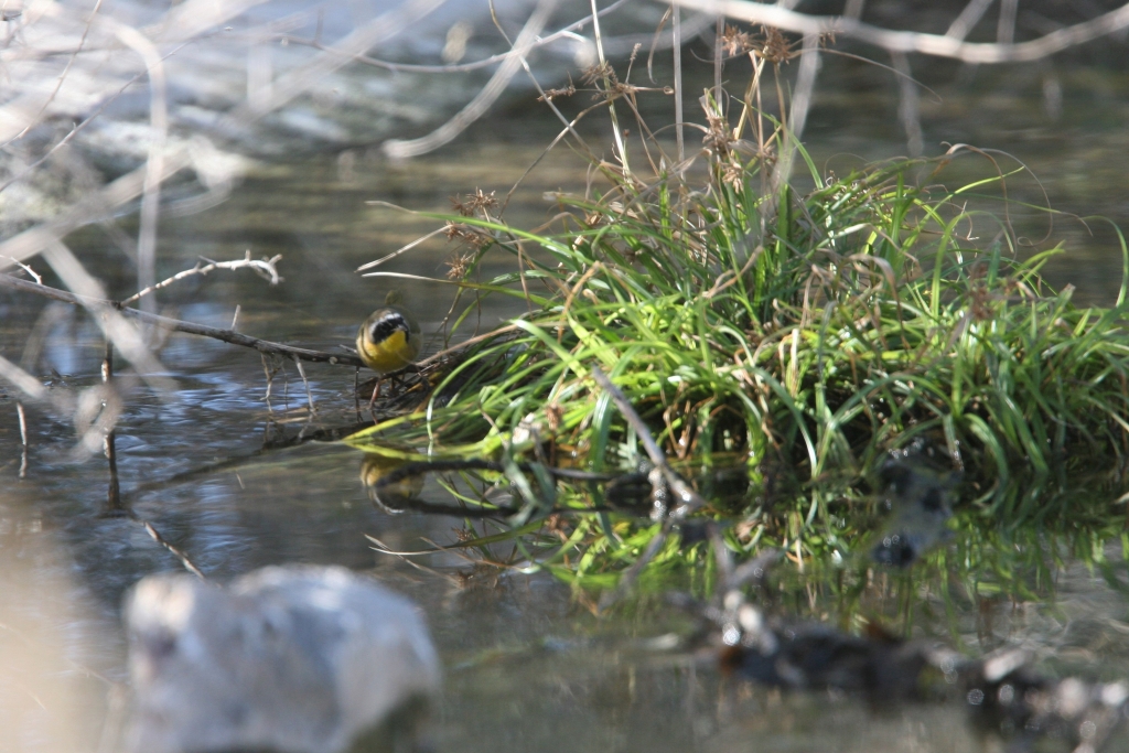 Common Yellowthroat
