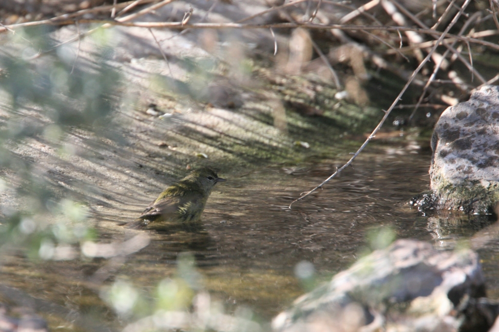 Orange-crowned Warbler