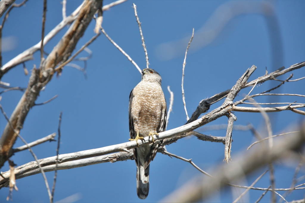 Coopers Hawk