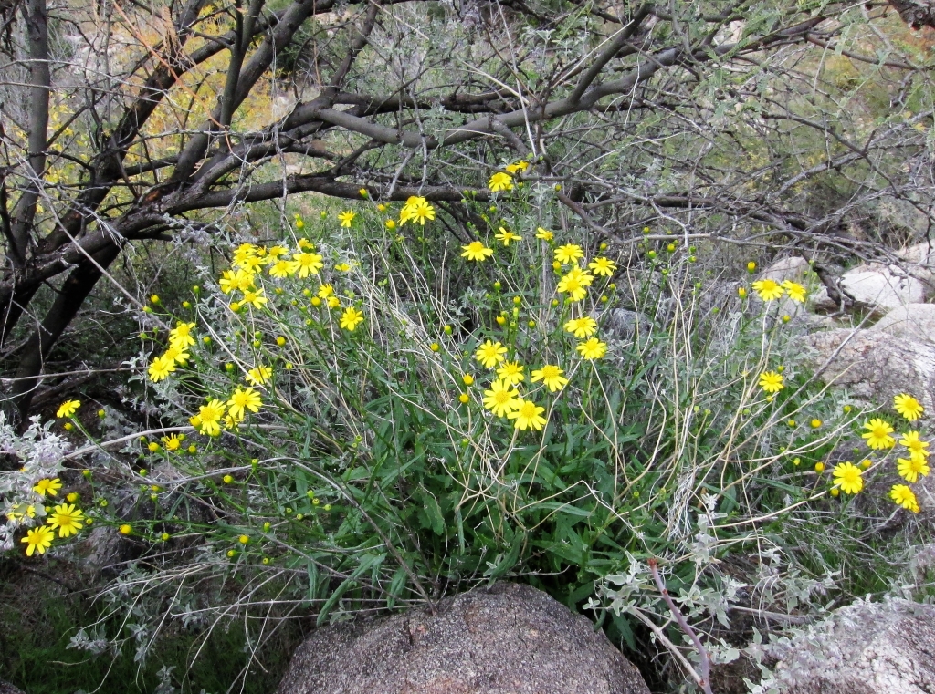 Brittlebush