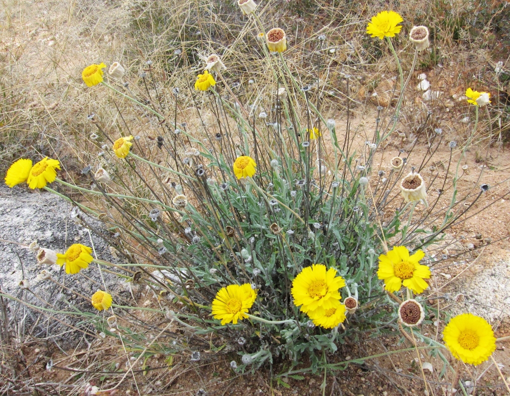 Marigold