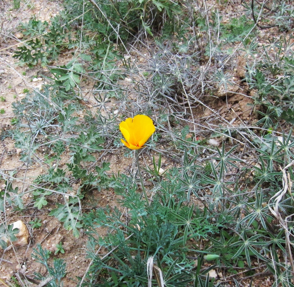 Mexican Gold Poppy