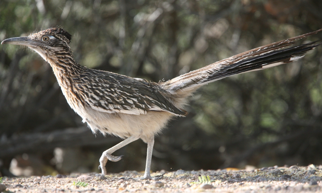 Roadrunner