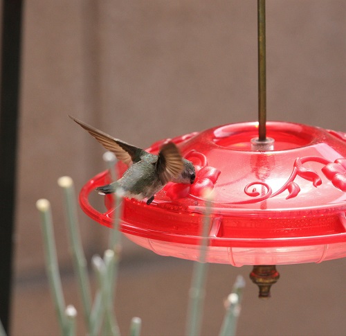庭で初めて子育てをしたノドグロハチドリ 2019年春 （上） | 藤波