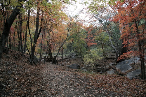Ramsey Canyon Nature Conservancy