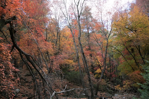 Ramsey,Hambrg Trail の紅葉 1